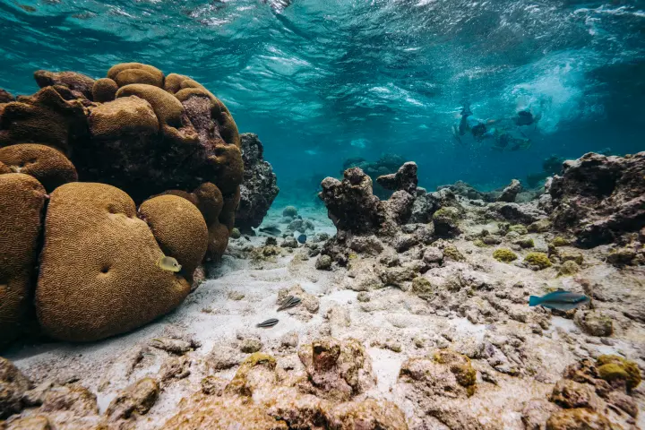a close up of a rock near the ocean