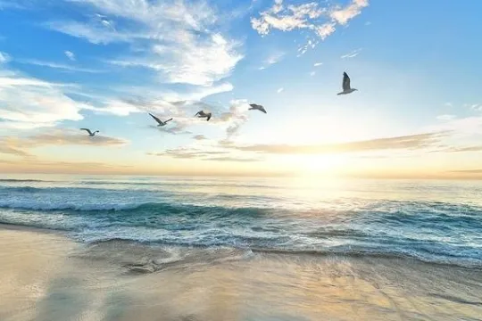 a flock of seagulls flying over a body of water