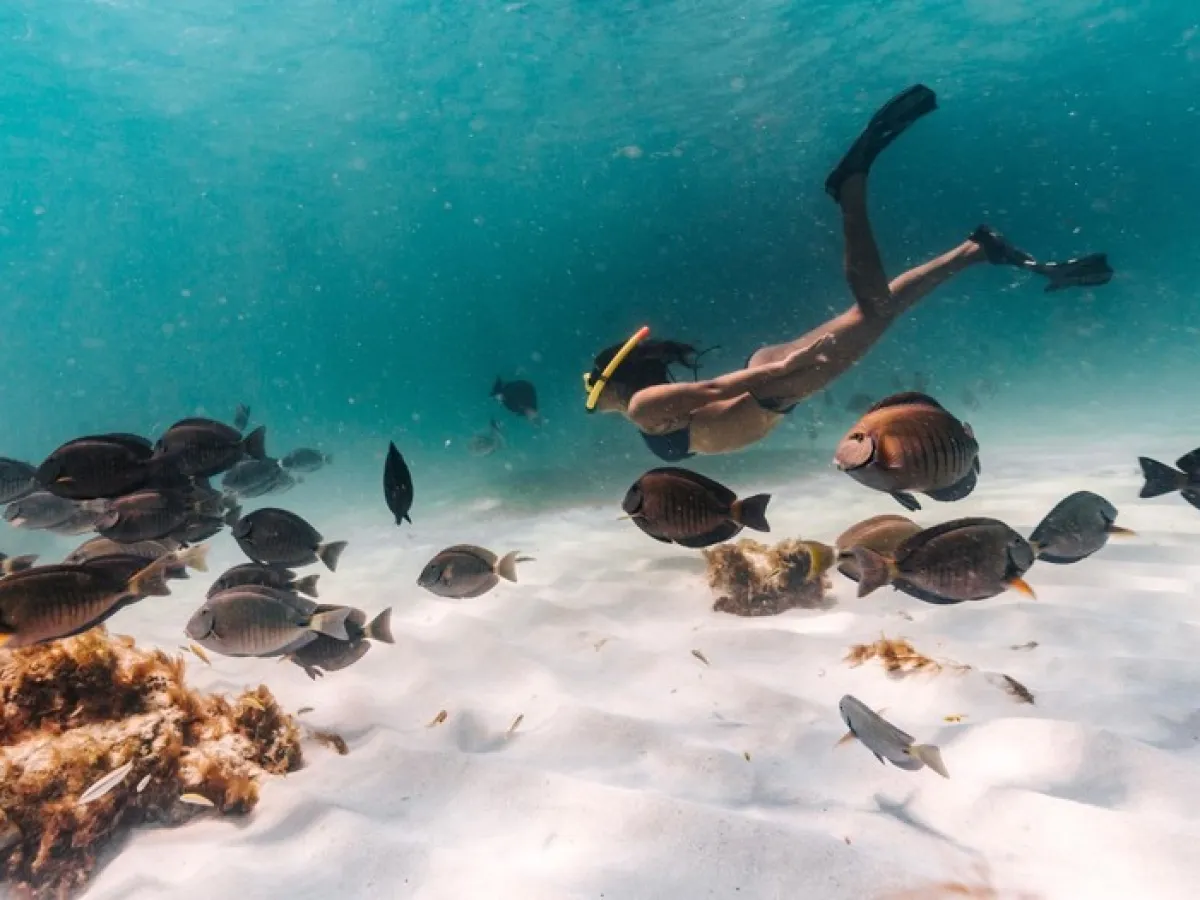 a bird swimming in water