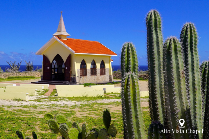 a cactus in a garden