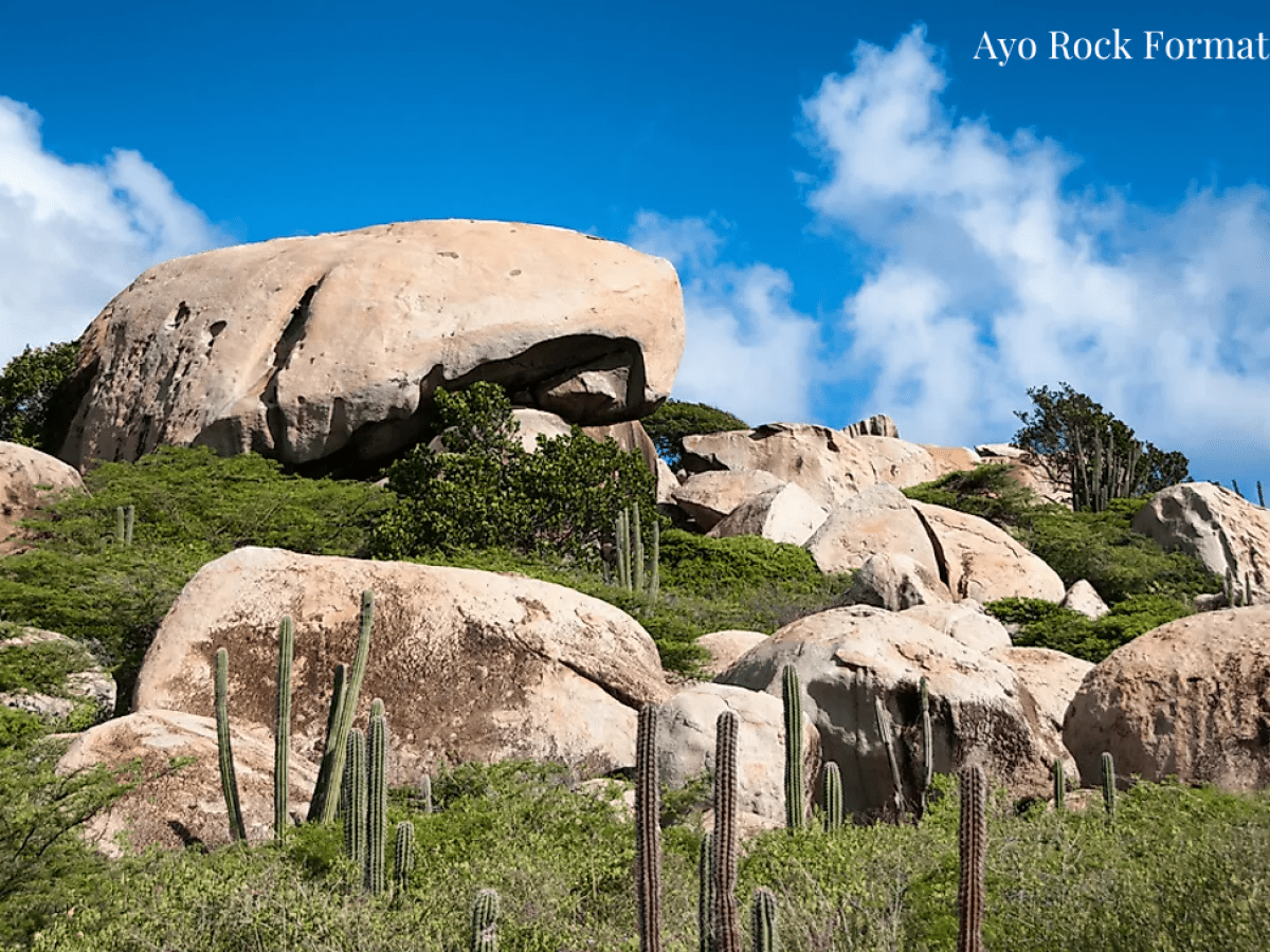a herd of animals standing on top of a rock