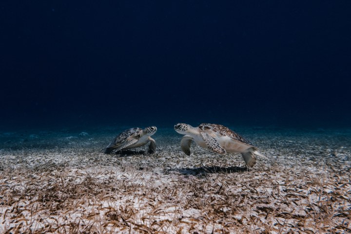 Two sea turtles swim over seaweed on the ocean floor with dark blue water above.