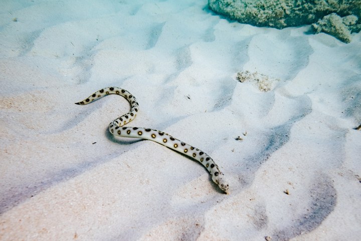 Spotted sea snake swimming on sandy ocean floor with scattered rocks.