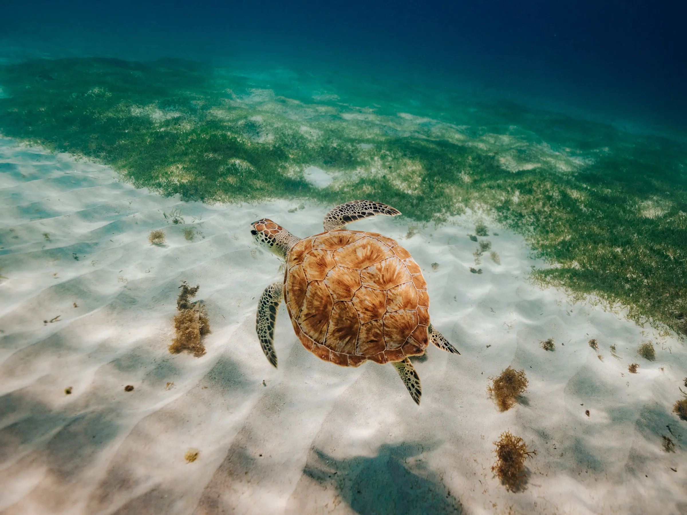 Sea turtle swimming over sandy ocean floor with seagrass patches.