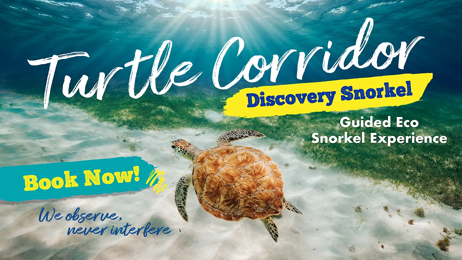 Underwater scene with a turtle and snorkeling tour text.